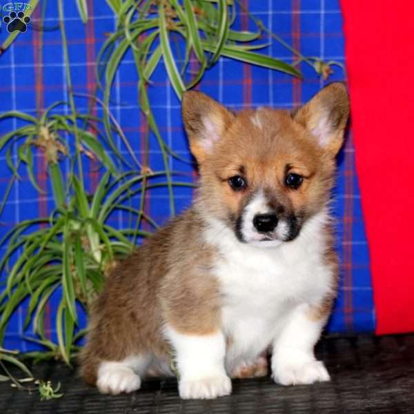 Jack, Pembroke Welsh Corgi Puppy