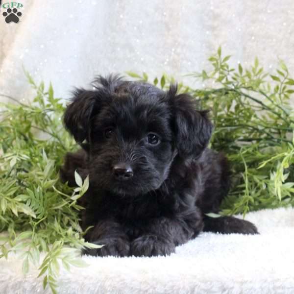 Jackie, Mini Aussiedoodle Puppy