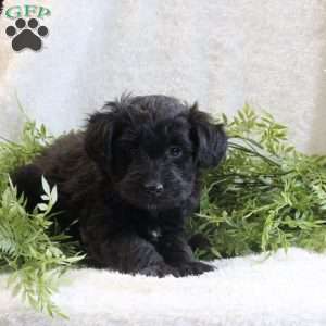 Jackie, Mini Aussiedoodle Puppy