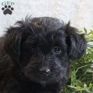 Jackie, Mini Aussiedoodle Puppy