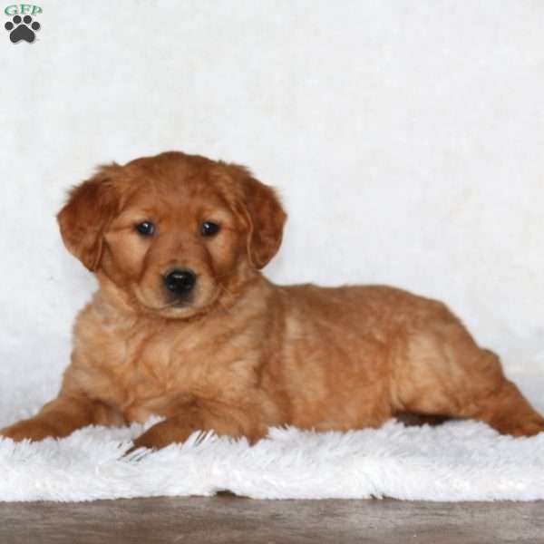 Jaden, Golden Retriever Puppy