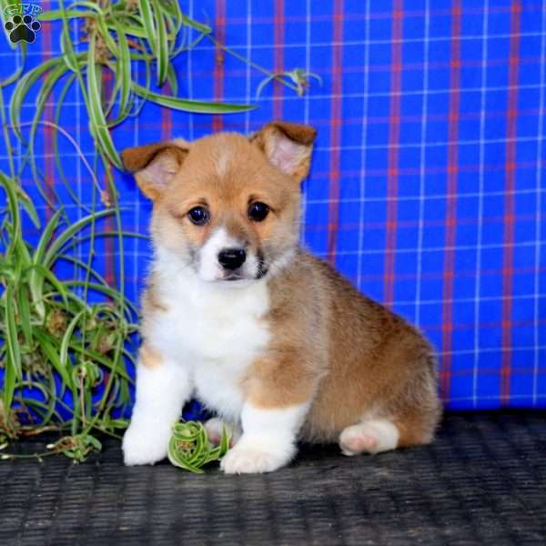 Jakie, Pembroke Welsh Corgi Puppy