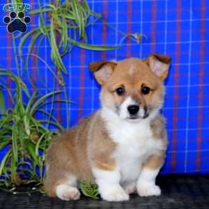 Jakie, Pembroke Welsh Corgi Puppy