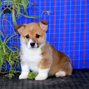 Jakie, Pembroke Welsh Corgi Puppy