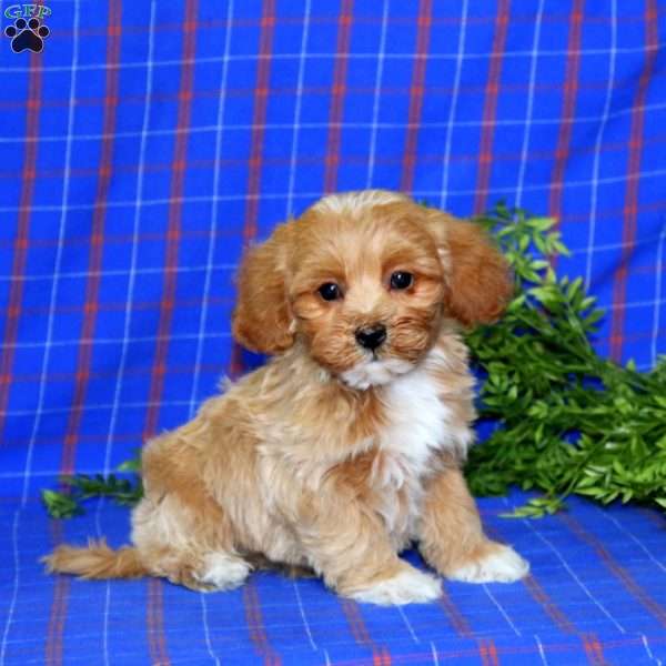 Jalen, Maltipoo Puppy