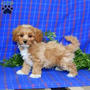 Jalen, Maltipoo Puppy