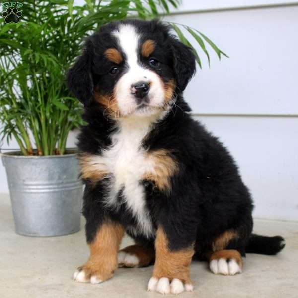 Janae, Bernese Mountain Dog Puppy