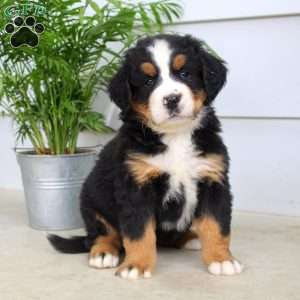 Janae, Bernese Mountain Dog Puppy