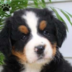 Janae, Bernese Mountain Dog Puppy