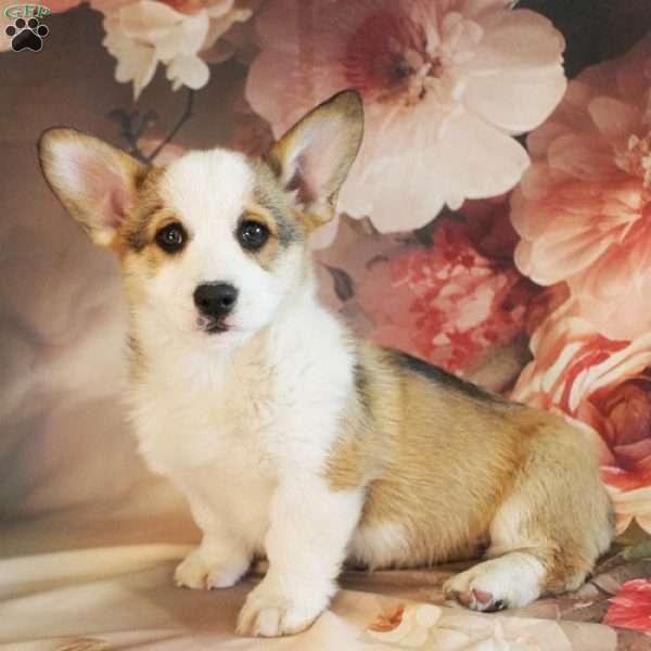 Jane, Pembroke Welsh Corgi Puppy