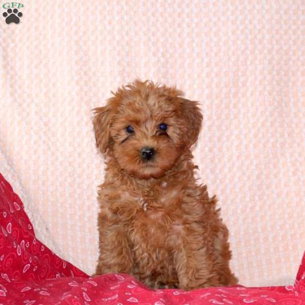 Janelle, Mini Labradoodle Puppy