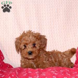 Janelle, Mini Labradoodle Puppy