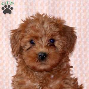 Janelle, Mini Labradoodle Puppy