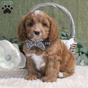 Jansen, Cockapoo Puppy