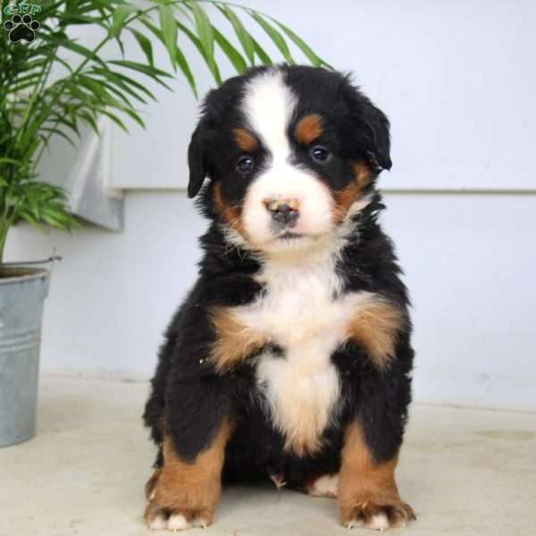 Jared, Bernese Mountain Dog Puppy