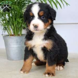 Jared, Bernese Mountain Dog Puppy