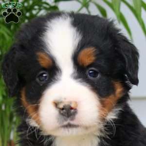 Jared, Bernese Mountain Dog Puppy