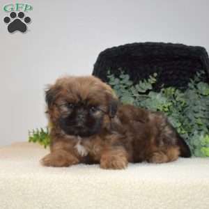 Jasper, Shih Tzu Puppy