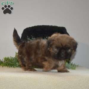 Jasper, Shih Tzu Puppy