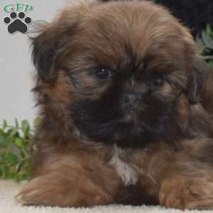 Jasper, Shih Tzu Puppy