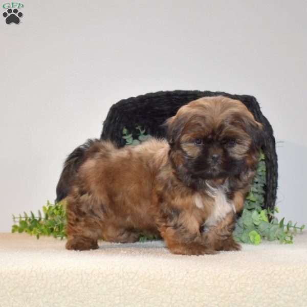 Java, Shih Tzu Puppy