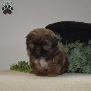 Java, Shih Tzu Puppy