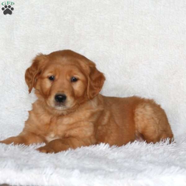 Jazzy, Golden Retriever Puppy