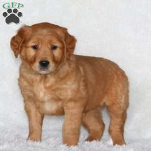 Jazzy, Golden Retriever Puppy