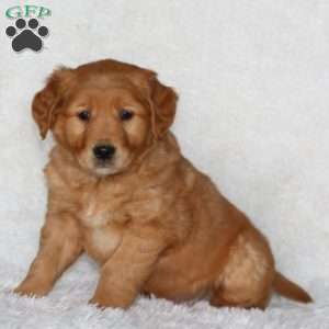 Jazzy, Golden Retriever Puppy