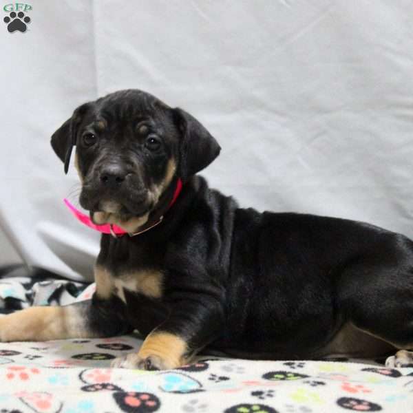 Jemma, Catahoula Bulldog Puppy