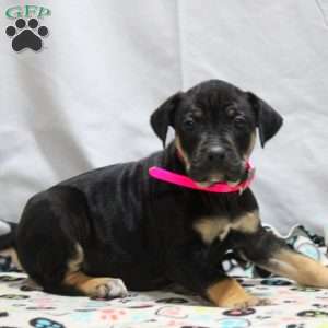 Jemma, Catahoula Bulldog Puppy