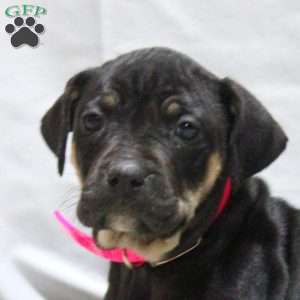 Jemma, Catahoula Bulldog Puppy