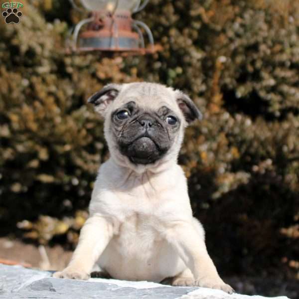 Jere, Pug Puppy