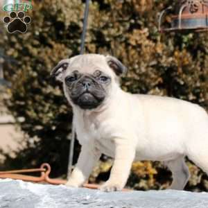 Jere, Pug Puppy