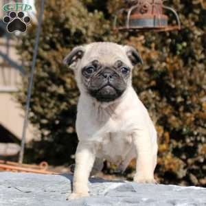 Jere, Pug Puppy