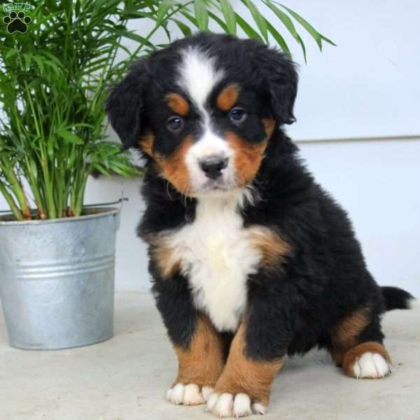 Jeremy, Bernese Mountain Dog Puppy