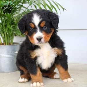 Jeremy, Bernese Mountain Dog Puppy