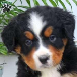 Jeremy, Bernese Mountain Dog Puppy