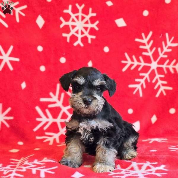 Jessie, Miniature Schnauzer Puppy