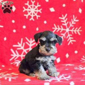 Jessie, Miniature Schnauzer Puppy