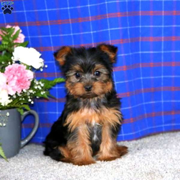 Jiffy, Yorkie Puppy