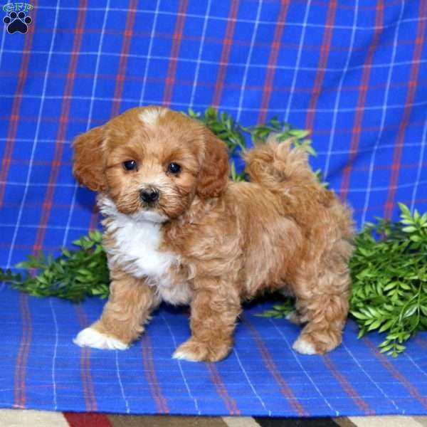 Jiffy, Maltipoo Puppy