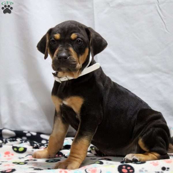 Jill, Catahoula Bulldog Puppy