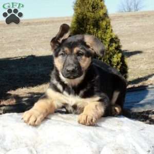 Jill, German Shepherd Puppy