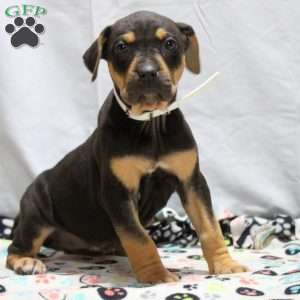 Jill, Catahoula Bulldog Puppy