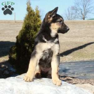 Jill, German Shepherd Puppy