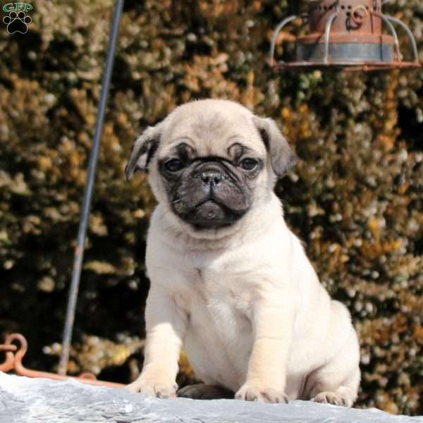 Jillian, Pug Puppy