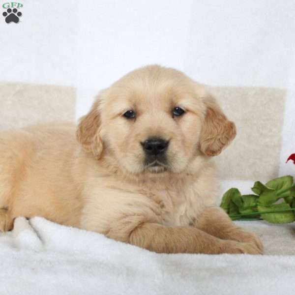 Jillian, Golden Retriever Puppy