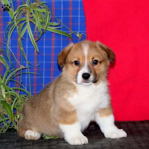 Jimmy, Pembroke Welsh Corgi Puppy