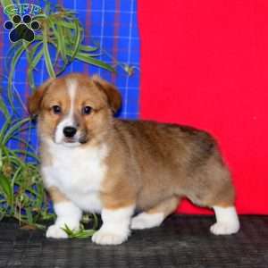 Jimmy, Pembroke Welsh Corgi Puppy